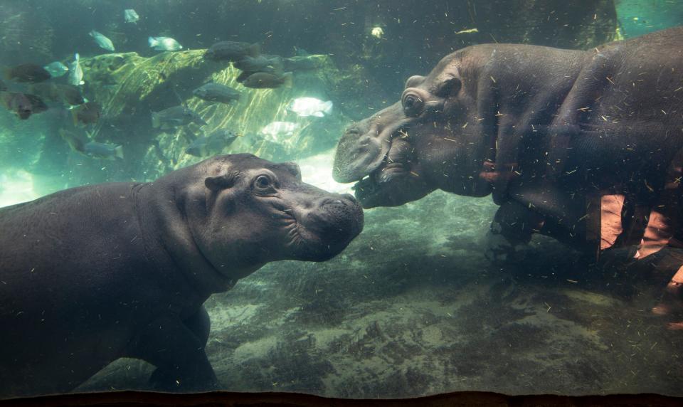 Fiona stands near Tucker, a Nile hippo that arrived at the Cincinnati Zoo & Botanical Garden in September 2021 from the San Francisco Zoo. The Association of Zoos and Aquarium's Hippo Species Survival Plan recommended Tucker be Bibi's companion. Bibi is Fiona's mother.