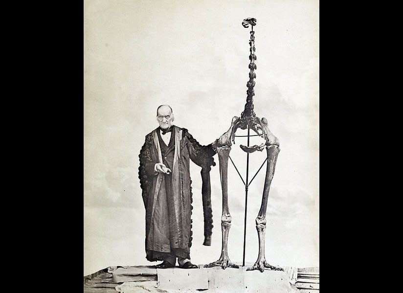 Richard Owen, director of London's Museum of Natural History, stands next to the largest of all moa. Moa, which originated in New Zealand, were flightless, and some were even wingless.