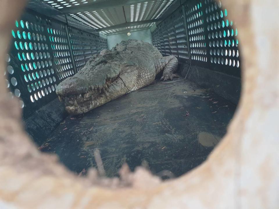 The 14-foot-long crocodile after it was captured. Photo from the Queensland Department of Environment, Science and Innovation