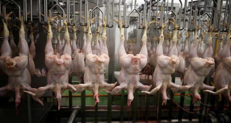 Chickens move along the production line at the Soanes Poultry factory near Driffield