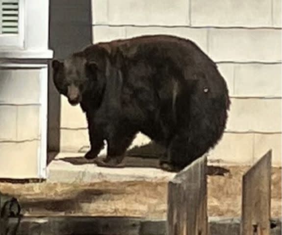 <p>California Department of Fish and Wildlife</p> Hank the Tank Bear Caught