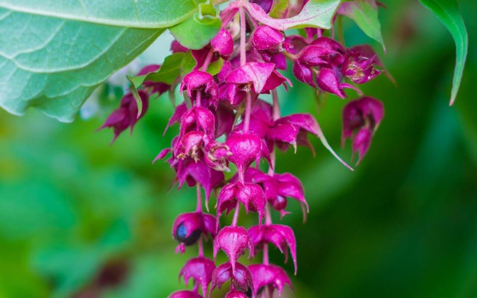 Pheasant berry (Leycesteria formosa) - Geoff Smith / Alamy 