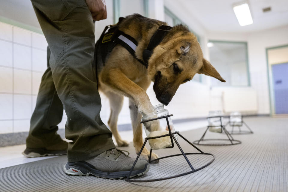 Rambo, a German Shepherd, who was injured in Ukraine's embattled Kharkiv region and was later adopted by the Budapest Police's dog squad identifies a drug sample, in Budapest Hungary. June 6, 2023. Rambo is now training with the Budapest Police in neighboring Hungary, and setting an example that dogs and people, can do great things despite their disabilities. Three-year-old Rambo accompanied Ukrainian soldiers on the front line in Ukraine's Kharkiv region when a rocket attack sent shrapnel into his head, blowing away pieces of skull, damaging his jaw and severely mangling his right ear. (AP Photo/Bela Szandelszky)