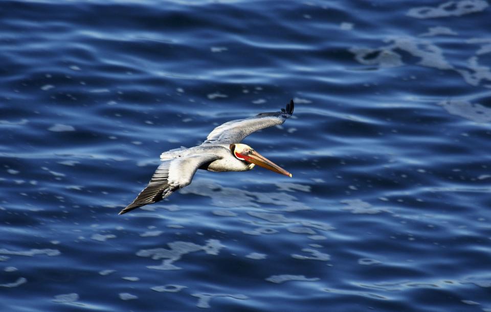 File image: A brown California Pelican flies over the sea (Getty Images)