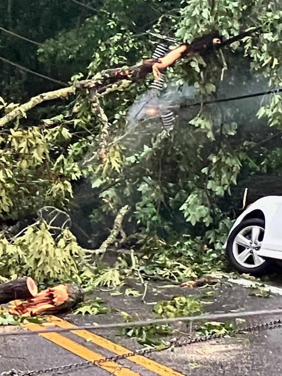 Downed tree at Old Bainbridge and Setting Sun Boulevard.