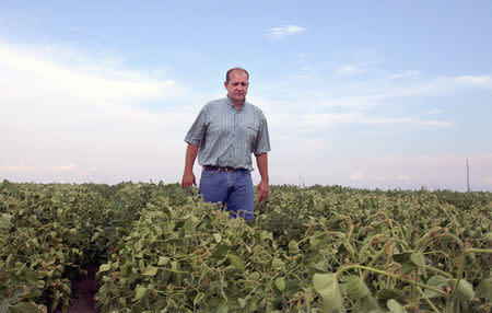 John Weiss looks over his crop of soybeans, which he had reported to the state board for showing signs of damage due to the drifting of Monsanto's pesticide Dicamba, at his farm in Dell, Arkansas, U.S. July 25, 2017. Picture taken July 25, 2017. REUTERS/Karen Pulfer Focht