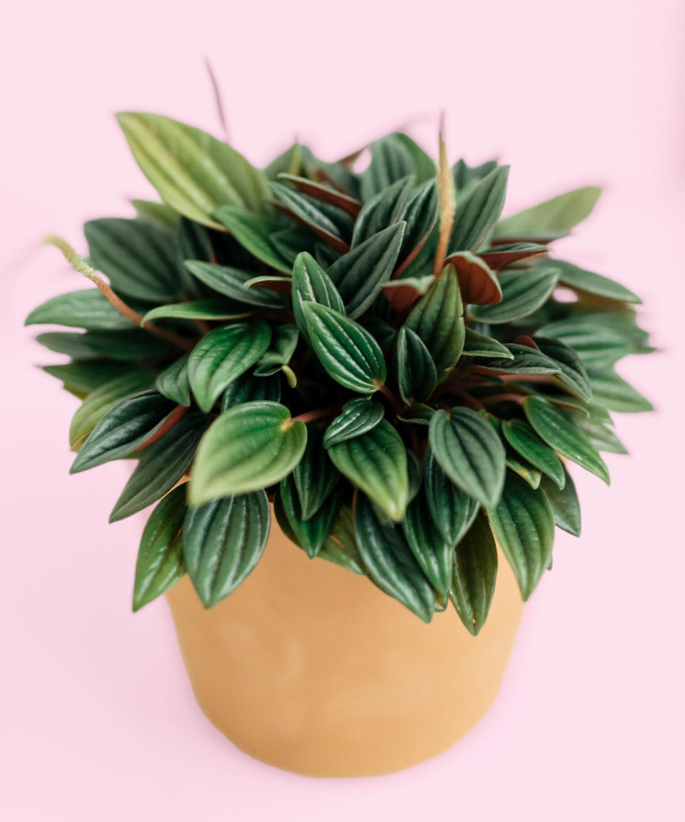 12. Radiator plant (Peperomia caperata)