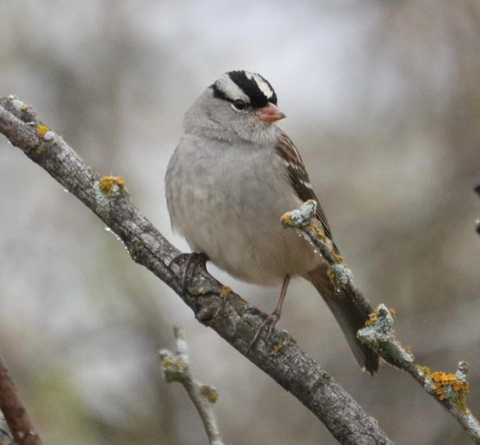 White-crowned sparrow, found in this area in winter.