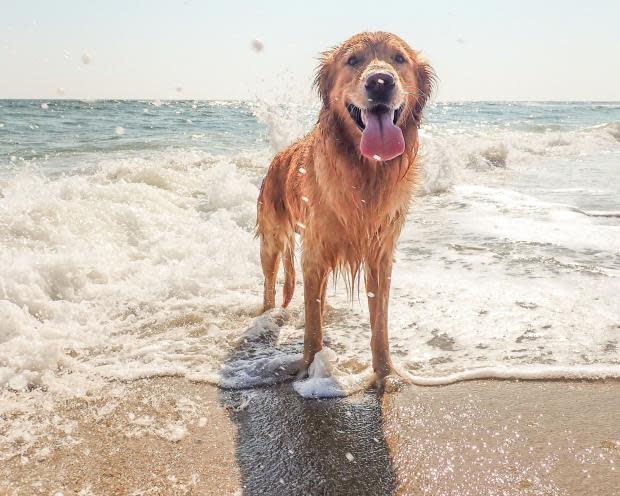 is boscombe beach dog friendly