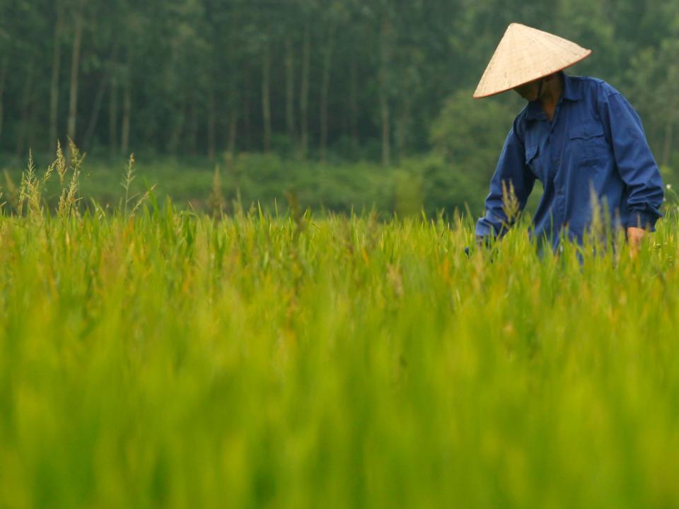 Vietnam rice field