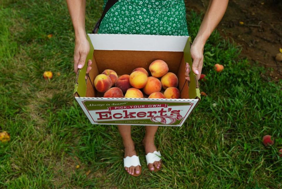 Pick-Your-Own peaches returns to Eckert’s Belleville Farm. For field passes and other information, visit www.eckerts.com.