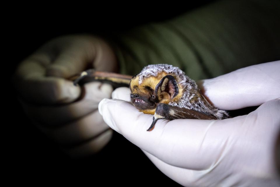 Chris Jeffrey holds a hoary bat during a workshop in the Chiricahua Mountains near Portal, Arizona.