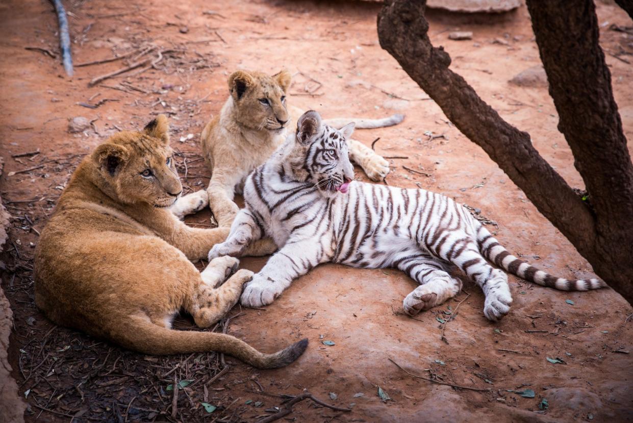 Lions and white Tiger on the ground