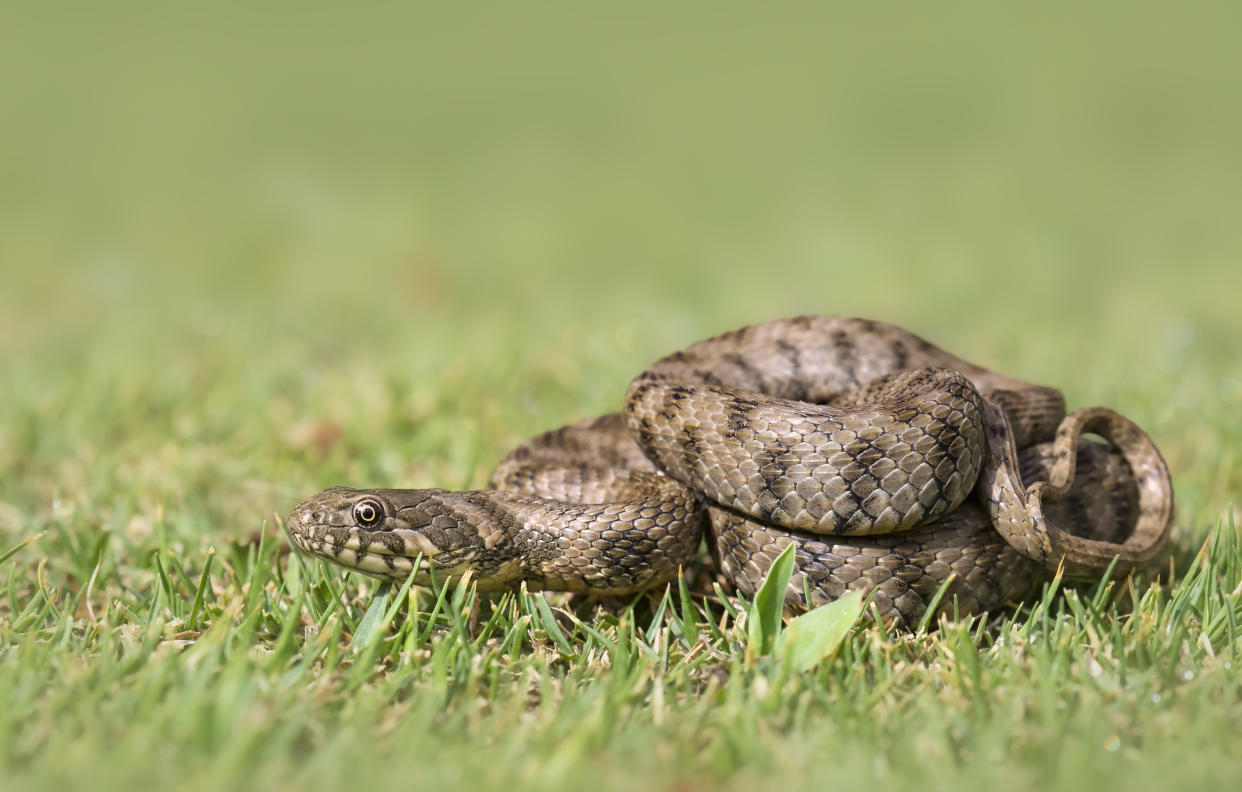 These harmless relatives of the grass snake are a common sight in coastal south Spain.