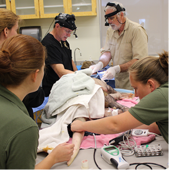 Jack Easley (right) makes an incision in the aardvark's cheek before removing its two infected teeth.