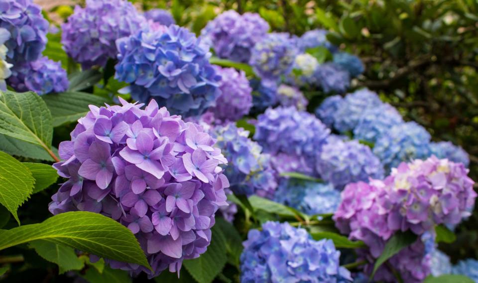 Hydrangea