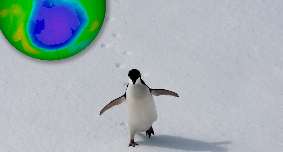 A penguin running from the hole in the ozone layer.