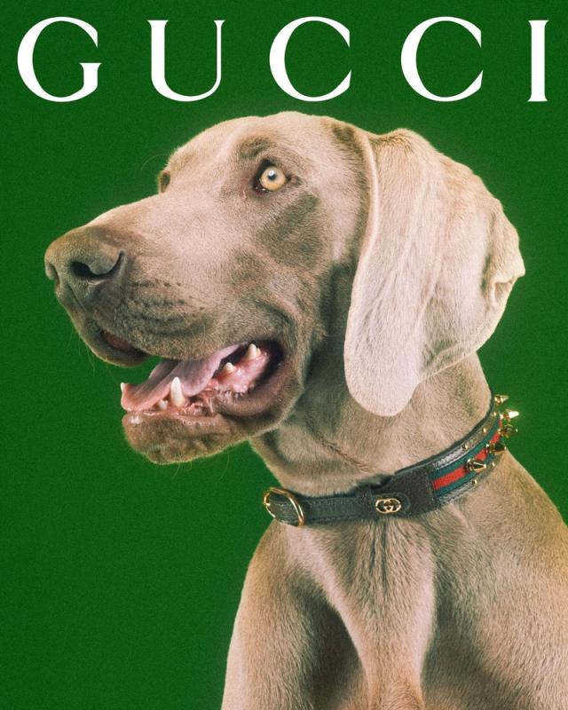 Gucci - Adding a whimsical touch to the everyday, the Gucci Pet