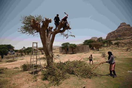 A woman with her nephew cut branches from a tree for firewood near Yemen's capital Sanaa in this August 6, 2015 file photo.REUTERS/Mohamed al-Sayaghi/Files