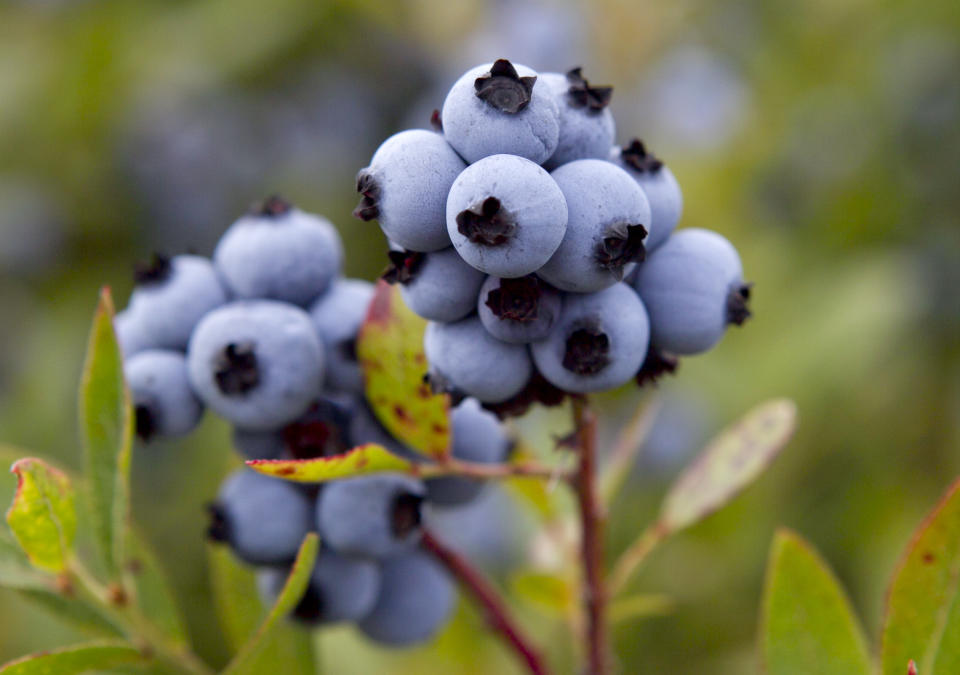 In this photo made Friday, July 27, 2012, wild blueberries are ready for harvesting at the Dolham Farm in Warren, Maine. The state's wild blueberry growers are expecting their biggest harvest in more than a decade. (AP Photo/Robert F. Bukaty)