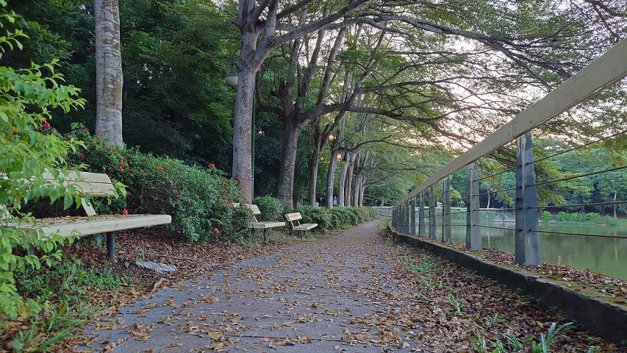 虎頭埤滿園秋色，本週六、日推出西拉雅入園優惠。（虎頭埤風管處提供）