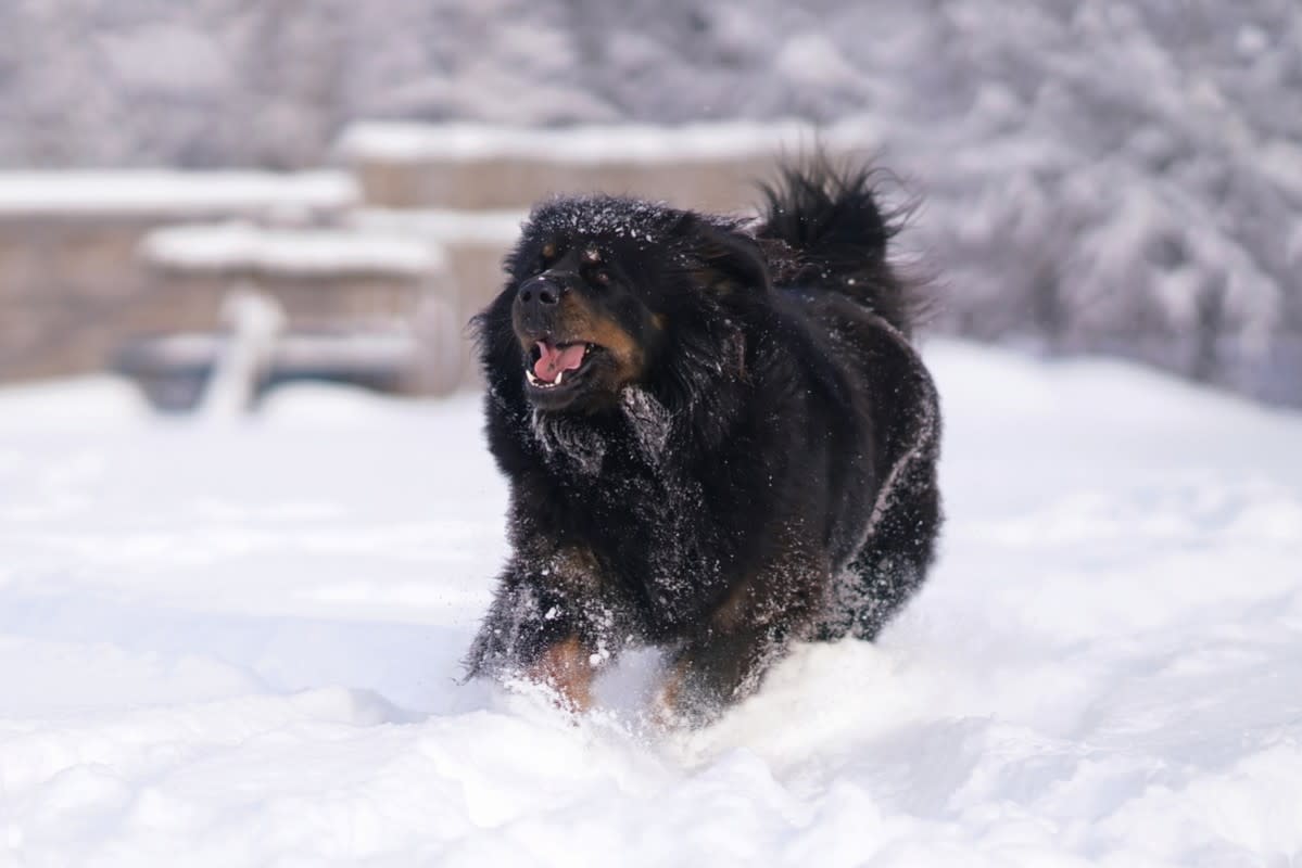 A Tibetan Mastiff playing in the snow<p>Eudyptula via Shutterstock</p>