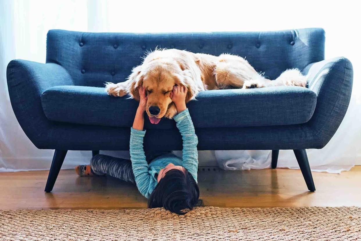 golden retriever taking over your spot on the couch; 10 signs you're a golden retriever parent