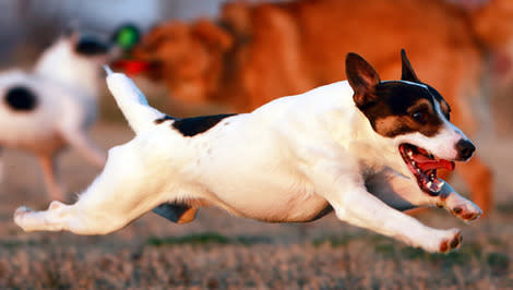 Jack Russell Terrier