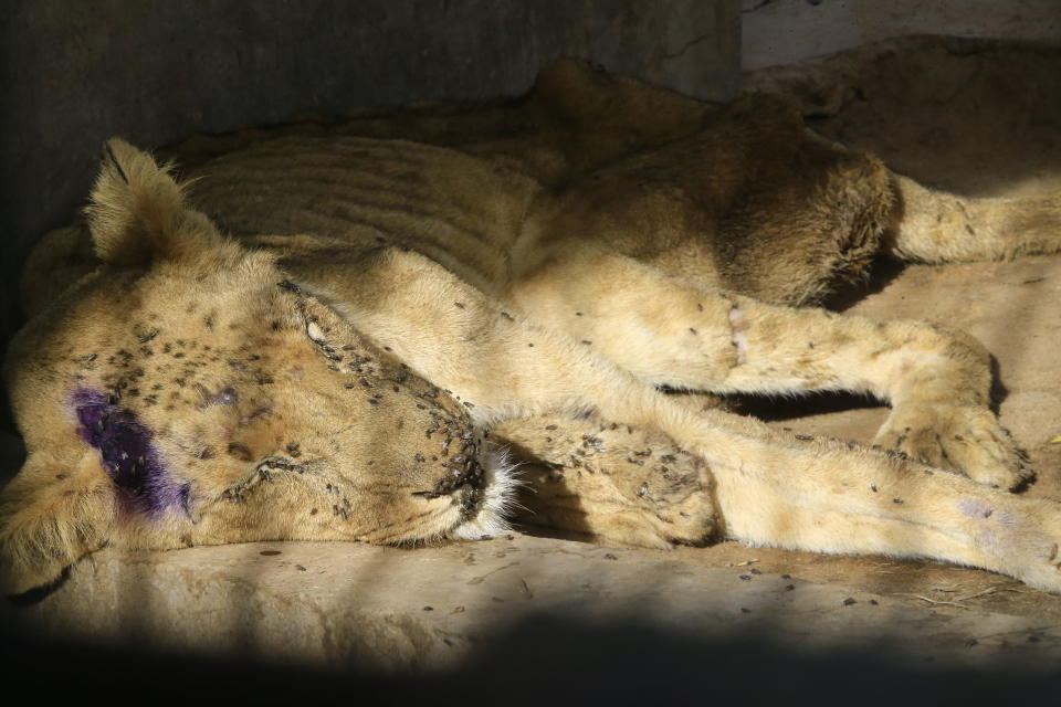 Teils haben die Löwen offene wunden, die von Fliegen übersäht sind (Bild: ASHRAF SHAZLY / AFP)