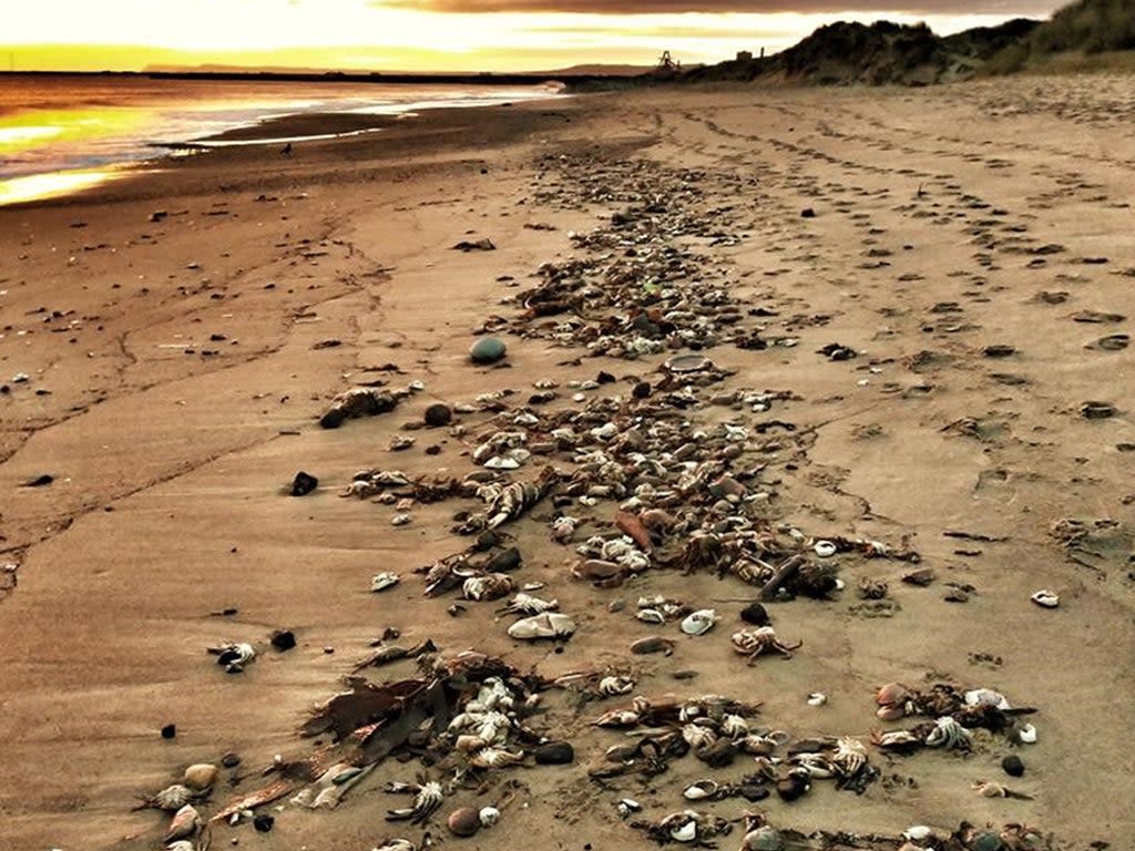 Hundreds of dead crabs on the beach at Seaton Carew, Hartlepoo (PA)