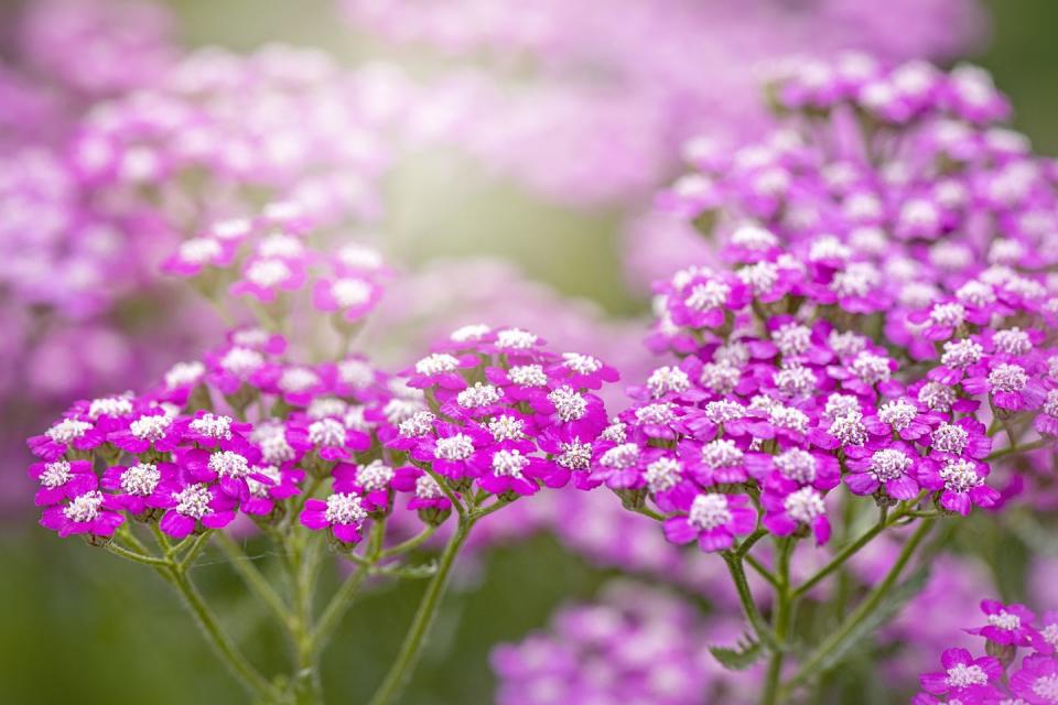 close up image of the cerise pink summer flowers of achillea tutti fruiti series 'pink grapefruit' yarrow