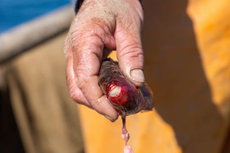 Fisherman Marko Krstic holds Mediterranean parrotfish in Molunat