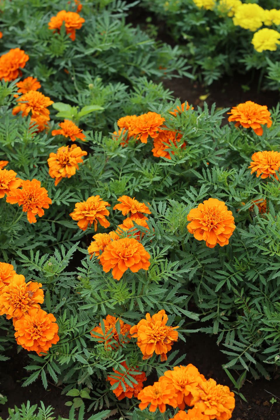 marigold