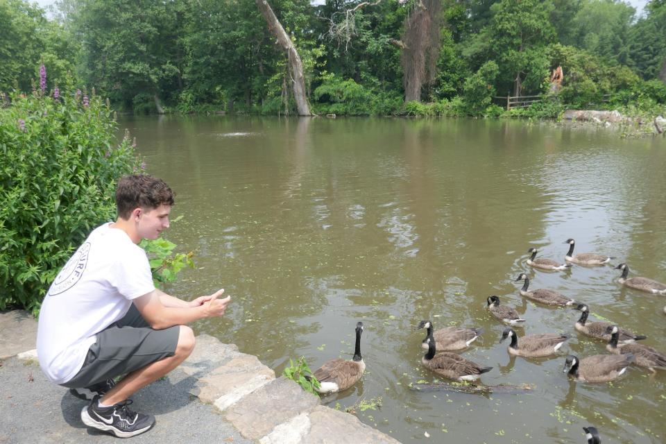 John Cridland, 18, of Lower Makefield watches some friendly ducks in Lake Afton near where a large tree broke off and fell into the lake earlier in the week.