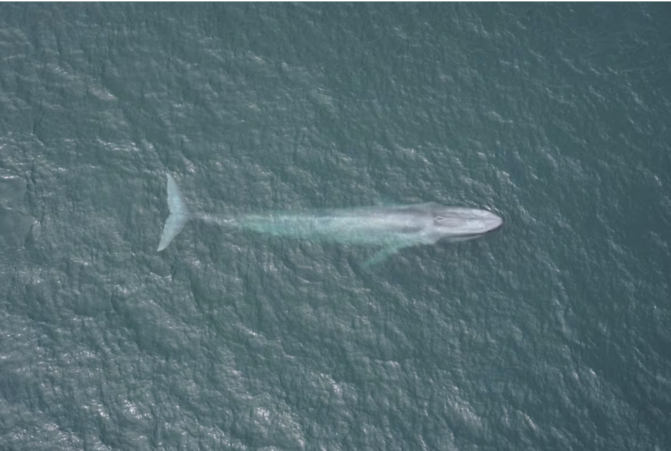 A tagged blue whale surfaces off the coast of California in Monterey Bay. (Duke Marine Robotics and Remote Sensing Lab)