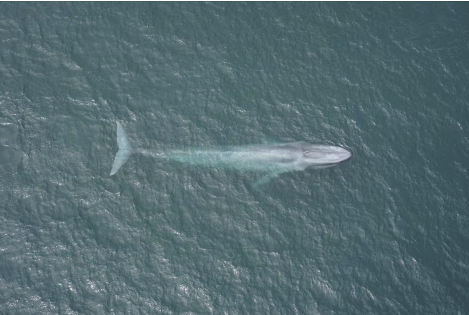 A tagged blue whale surfaces off the coast of California in Monterey Bay.  (Duke Marine Robotics and Remote Sensing Laboratory)