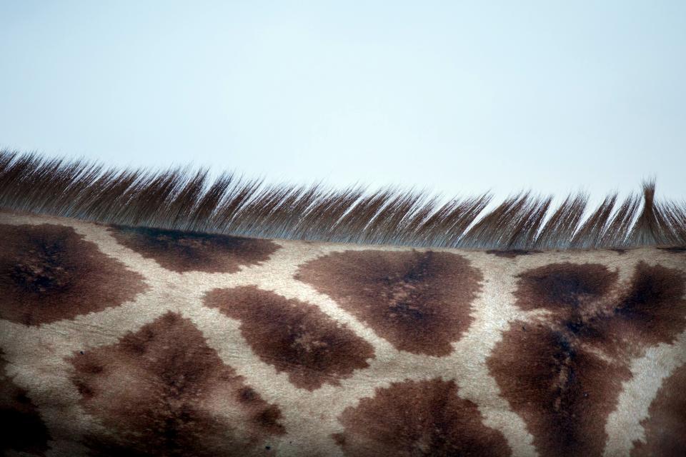 Earthprints: Lake Nakuru