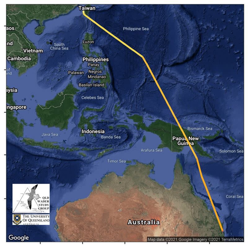 黦鷸遷徙路線（圖／澳洲昆士蘭大學、特生中心提供）