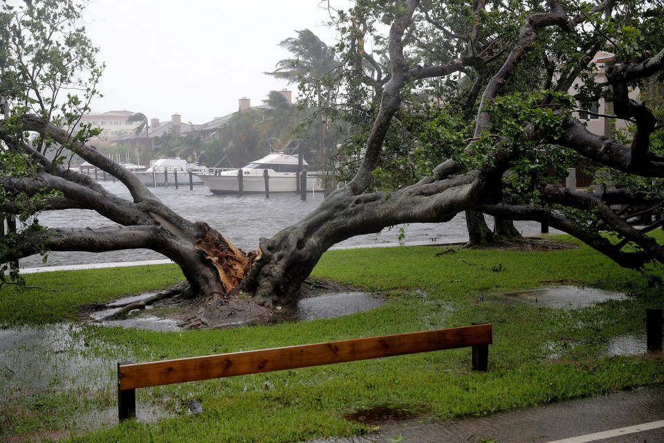 High winds split a large tree in Coral Beach.