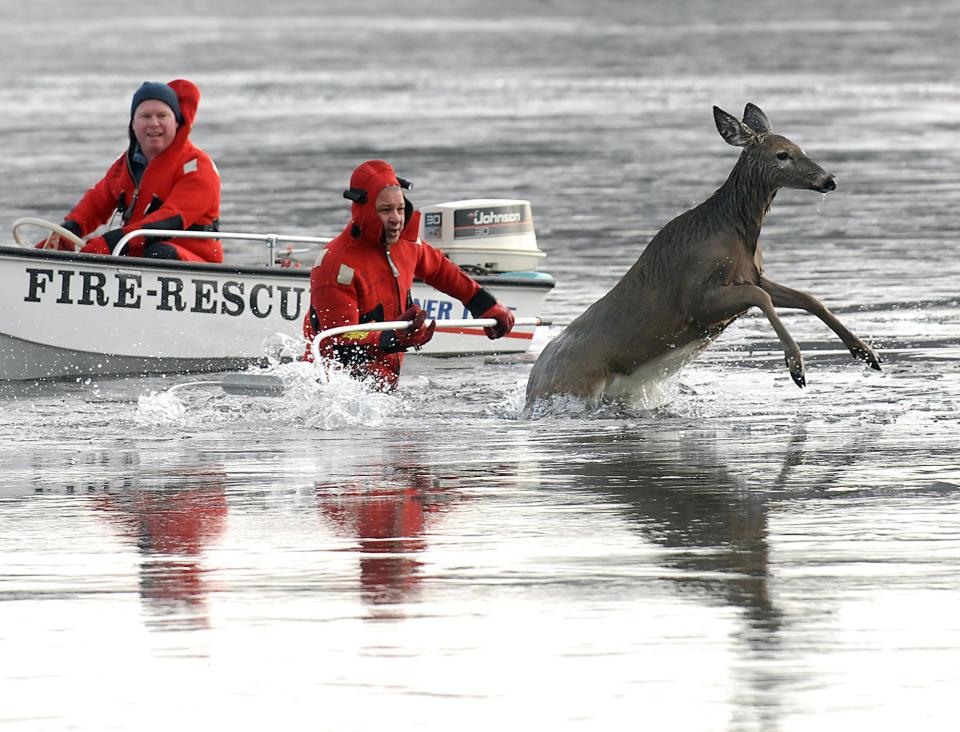 Salem volunteer firefighters Andy Frausini, in water, and David Musto rescue a deer from thin ice Jan. 22, 2007, at Gardner Lake in Salem. The deer was pulled to shore and ran off into the woods.
