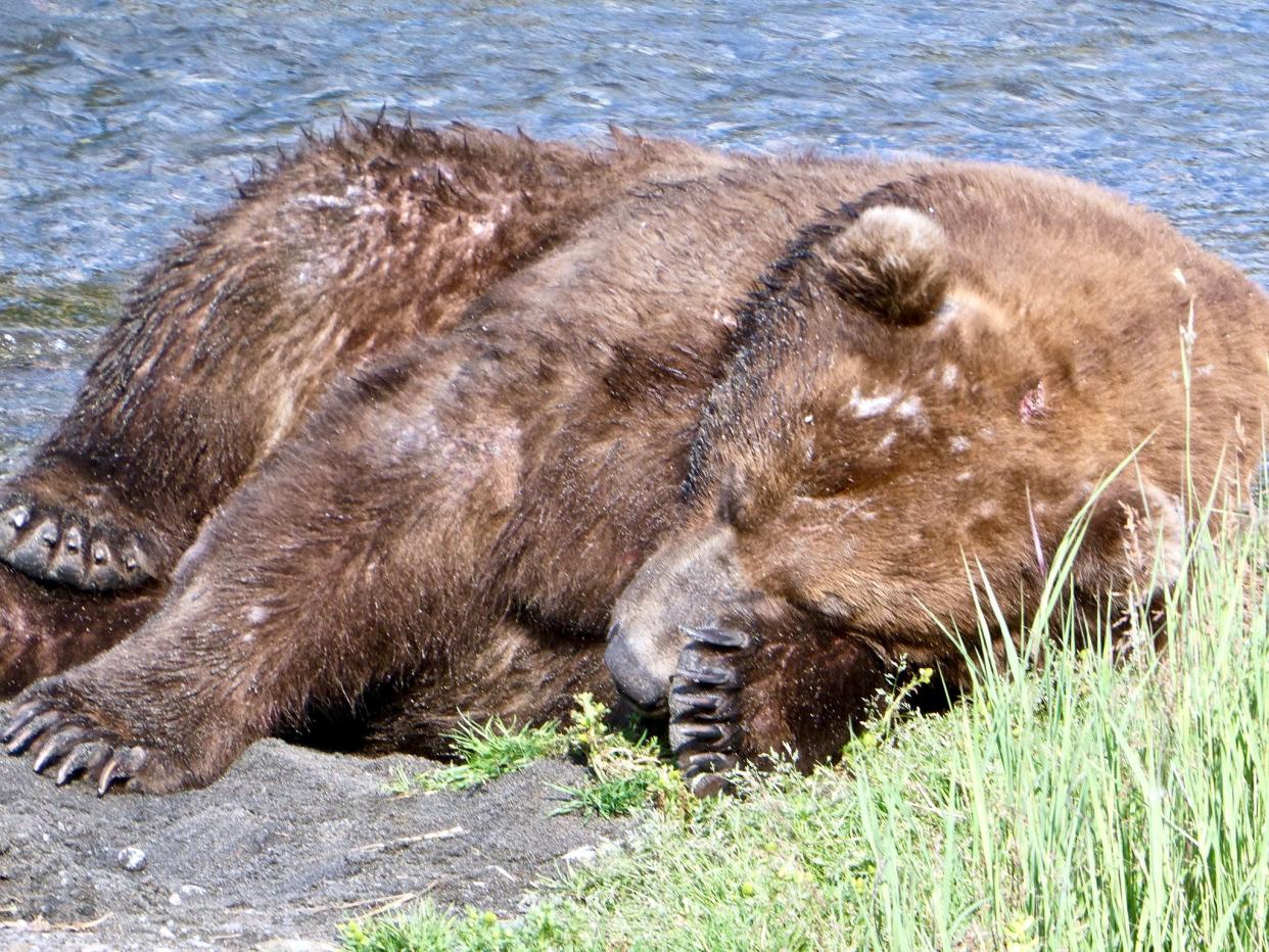 Bear 747 rests after fishing on July 12, 2019.