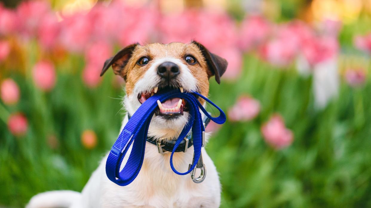  Jack Russell Terrier holding leash with colorful flower bed in background 