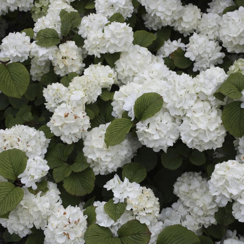 Viburnum