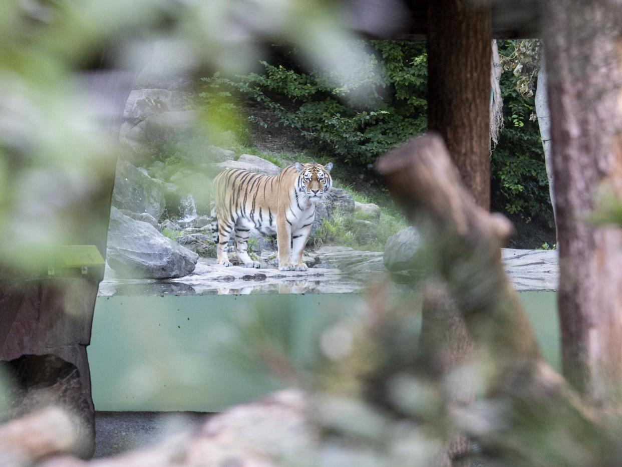 Male Tiger named Sayan in Zoo Zurich after the accident in the tiger enclosure where a keeper was killed: EPA/ENNIO LEANZA