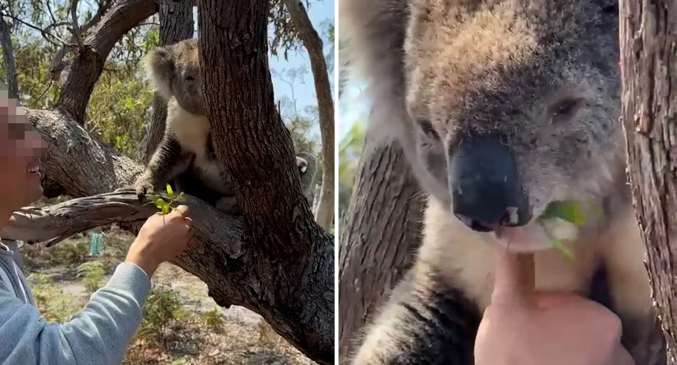 Left - a man feeding gum leaves to a koala. Right - close up of the man stroking the koala's chin.