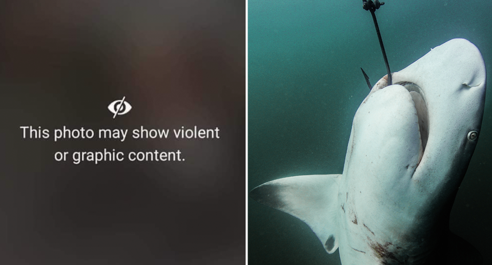 Split screen. A warning reads 'This photo may show violent or graphic content. A shark hooked on a drumline underwater. 