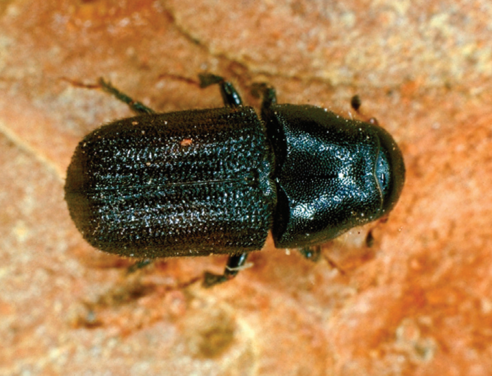 Top view of an adult mountain pine beetle with a size between 1/8 to 1/3 of an inch.