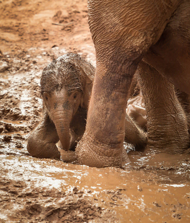 A baby elephant lying in mud and cuddling its mother's leg