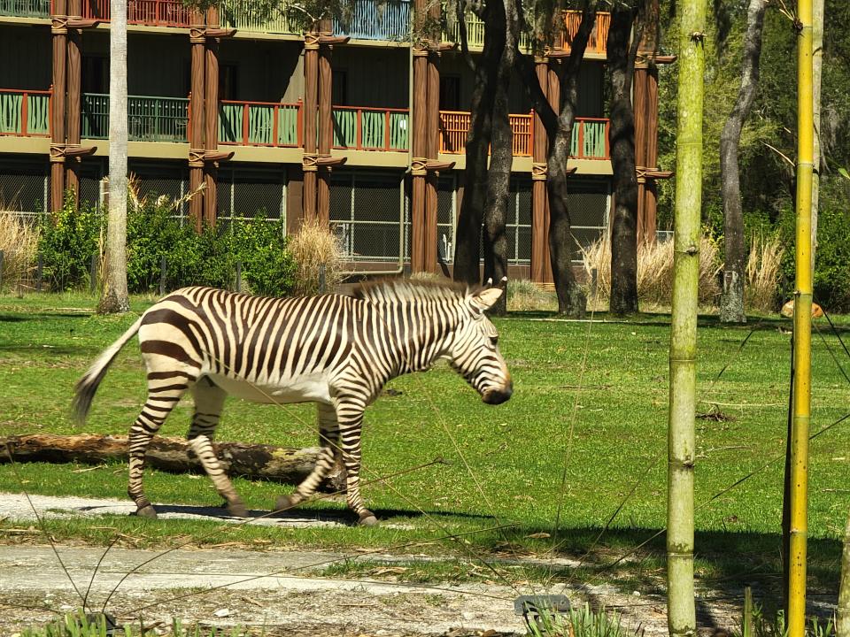 zebra walking through the savanna outside animal kingdom lodge