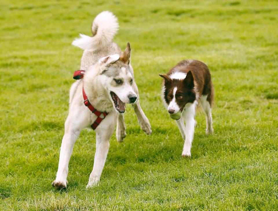 A pair of dogs play together at the Paws-abilities Place dog park in south Richland. The Washington state veterinarian is urging dog owners to protect their dogs as an unusual canine respiratory infection that is potentially fatal spreads in the United States.